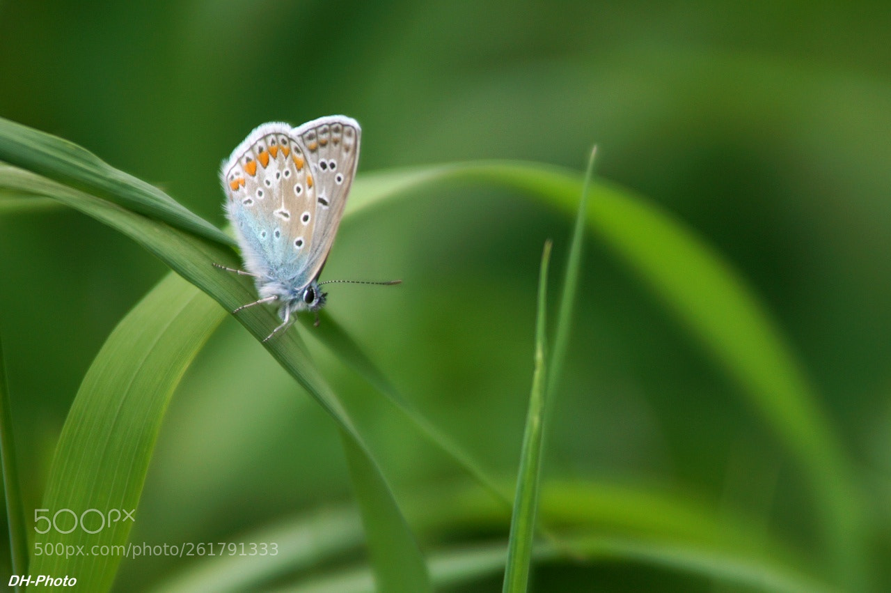 Sony ILCA-77M2 sample photo. Common blue butterfly photography
