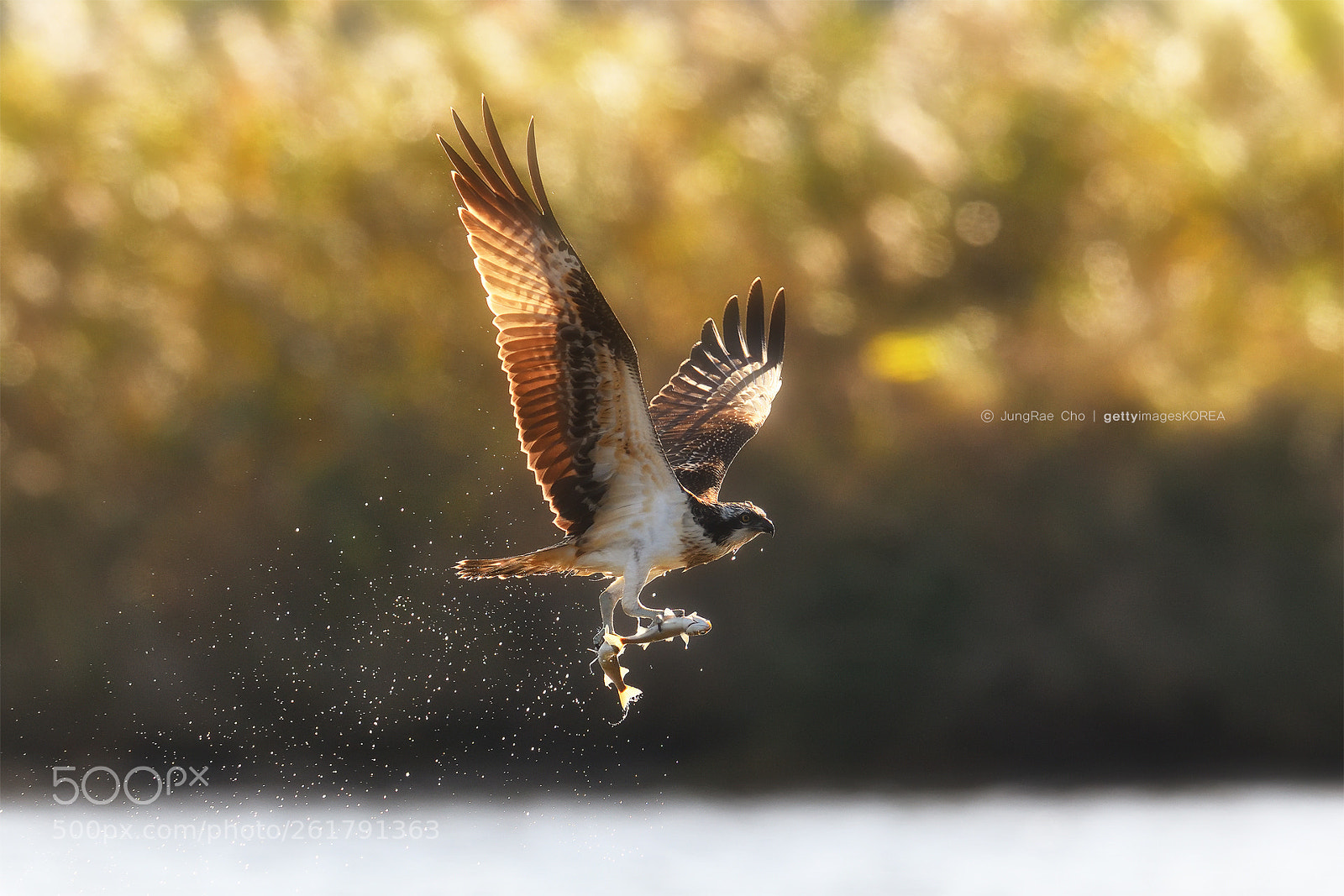 Nikon D850 sample photo. Osprey photography