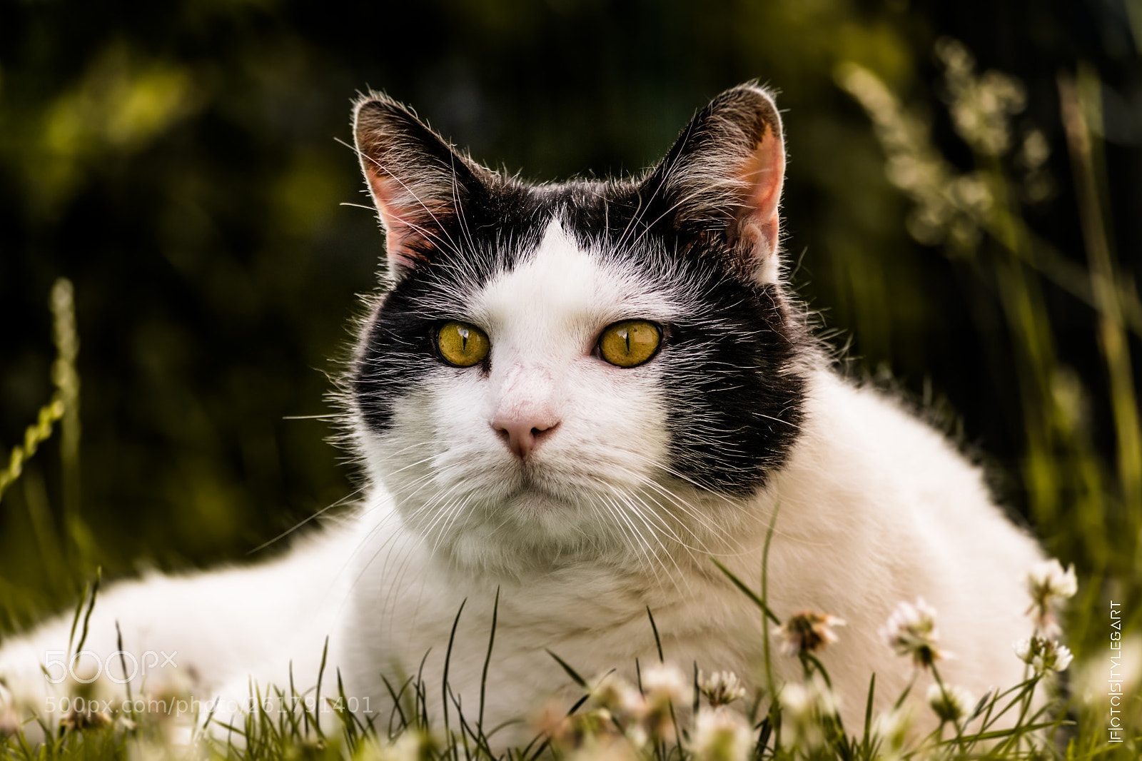 Nikon D3300 sample photo. Fridolin photography