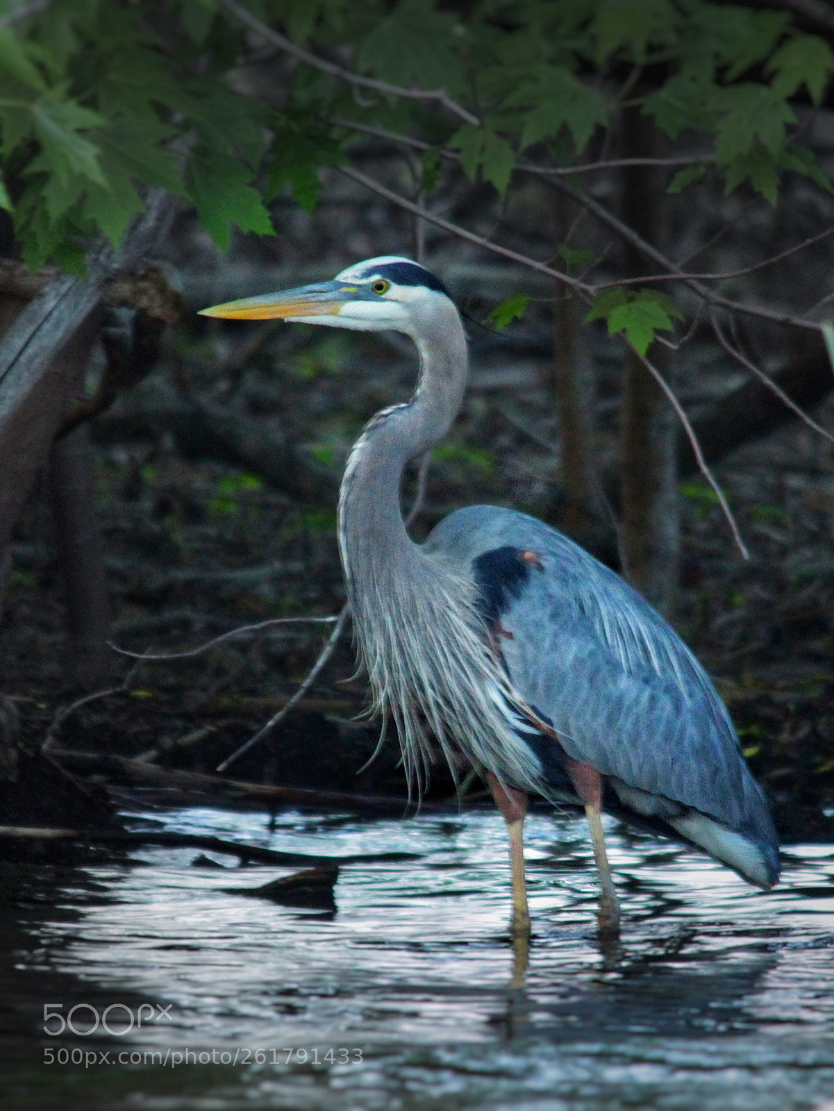 Canon EOS 1300D (EOS Rebel T6 / EOS Kiss X80) sample photo. Blue heron wading photography