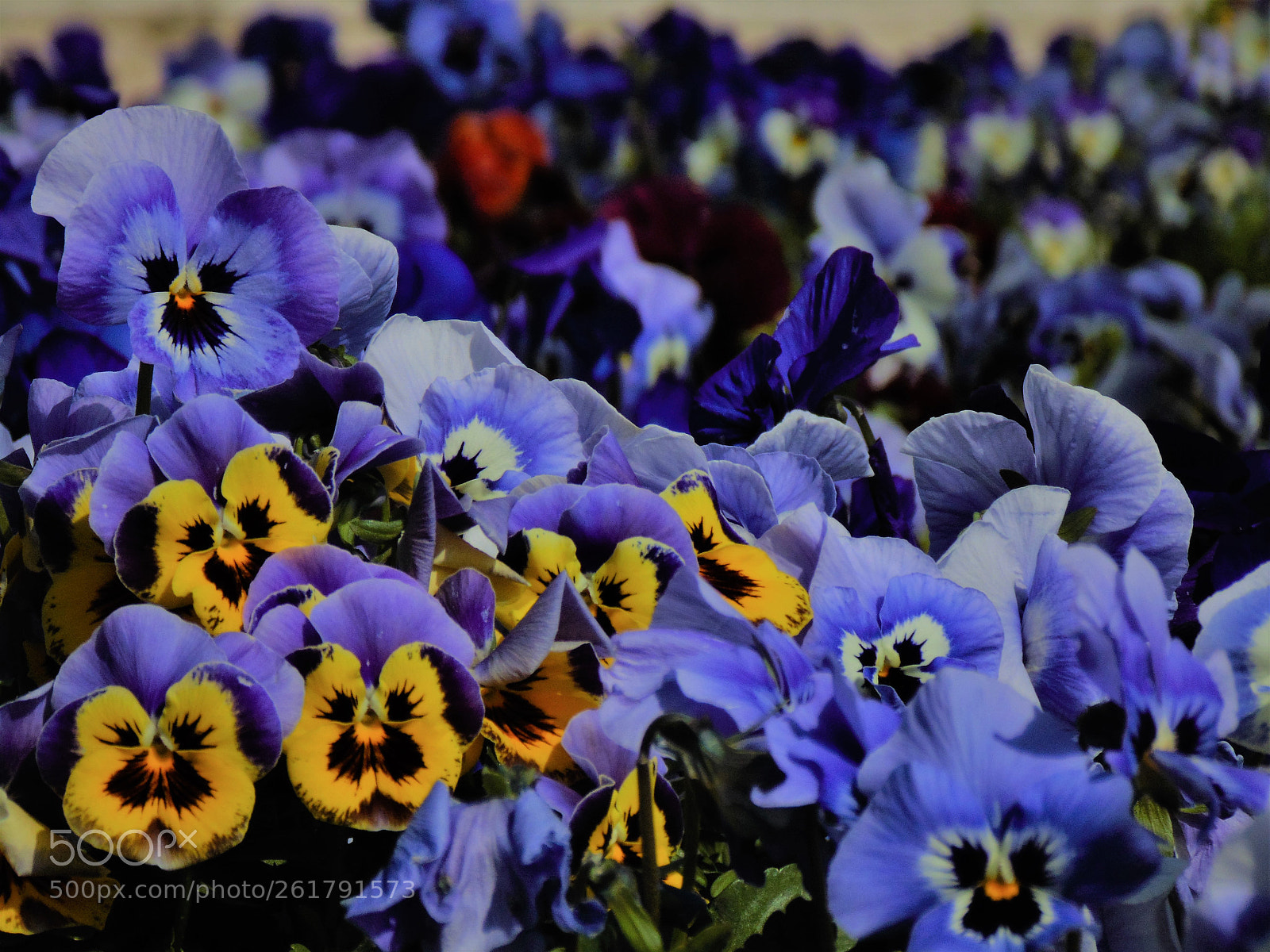Sony Cyber-shot DSC-H200 sample photo. Violets photography