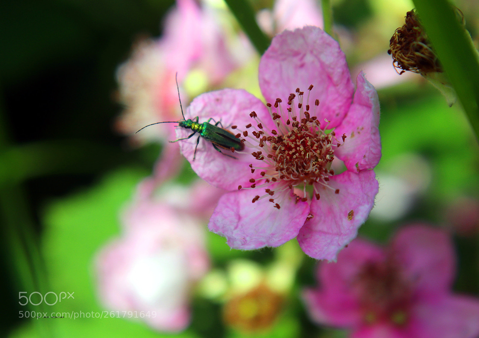 Canon EOS 800D (EOS Rebel T7i / EOS Kiss X9i) sample photo. Eine blume photography