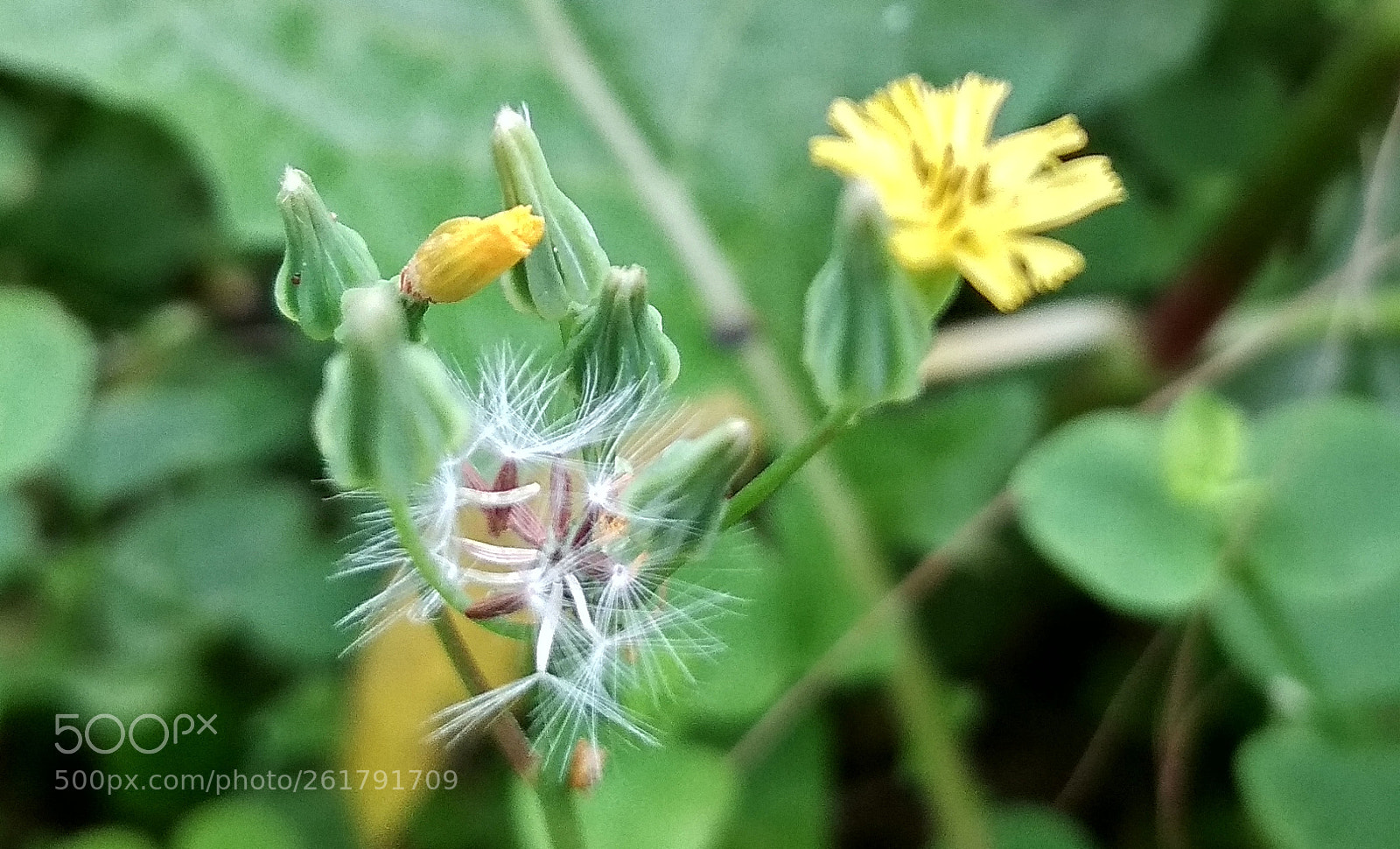 Xiaomi Redmi 4X sample photo. Untitled photography