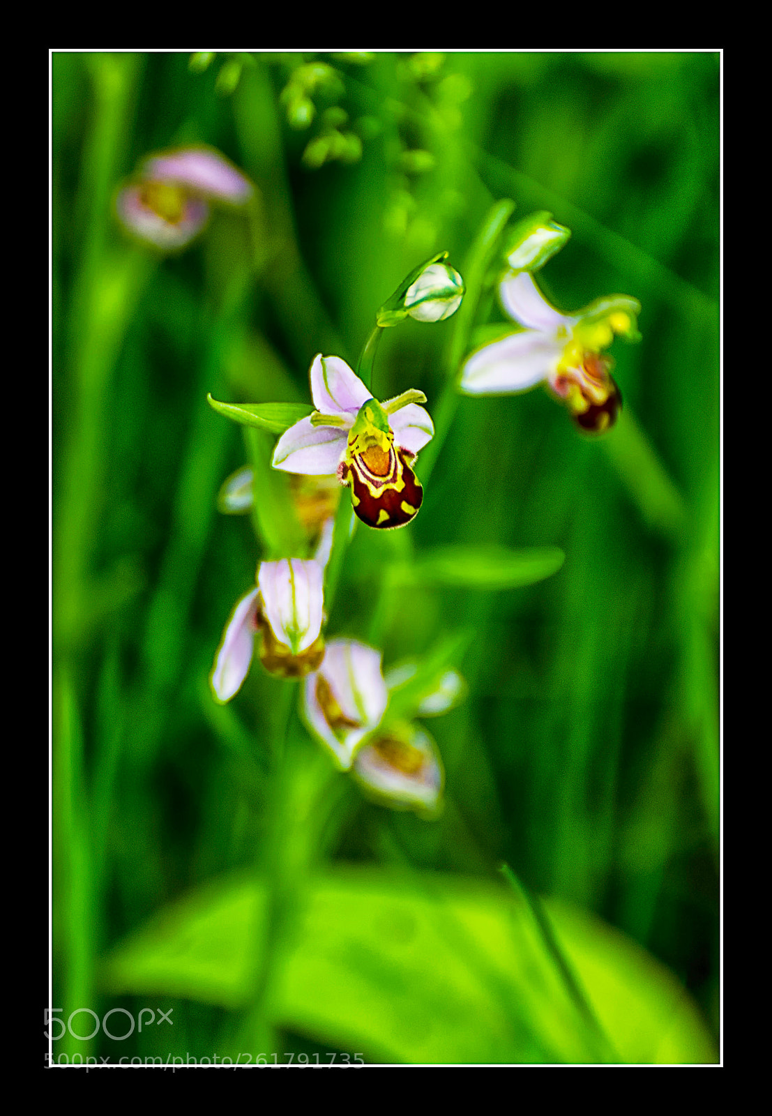 Nikon D7000 sample photo. Orchidée sauvage. photography