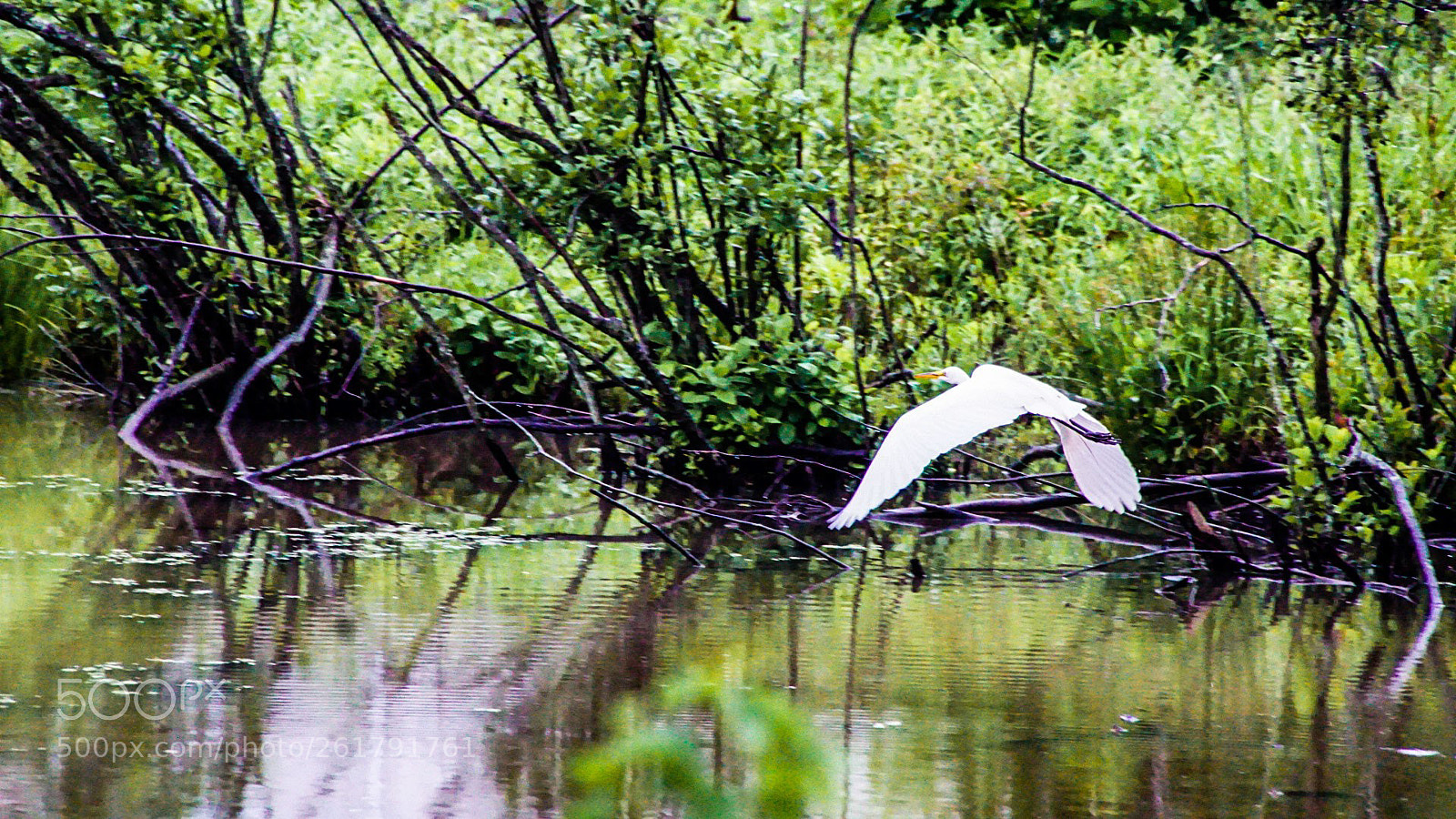Sony a6000 sample photo. Flight of the blue photography