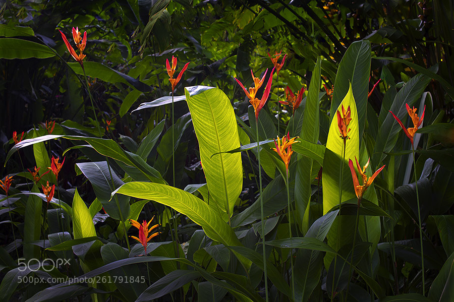 Leica M9 sample photo. Heliconia flowers. hawaii tropical photography