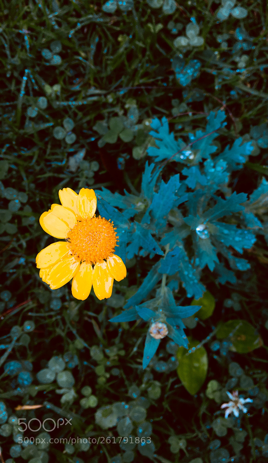 Apple iPhone 6s sample photo. Can you hear me  photography