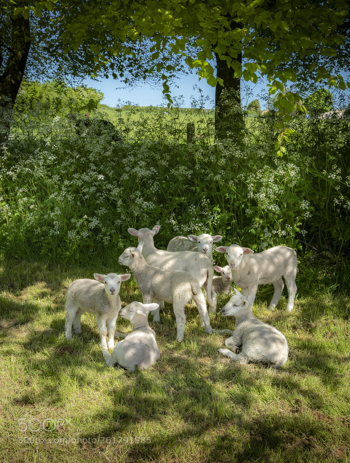 Olympus OM-D E-M1 Mark II sample photo. Little lambs and shadows photography