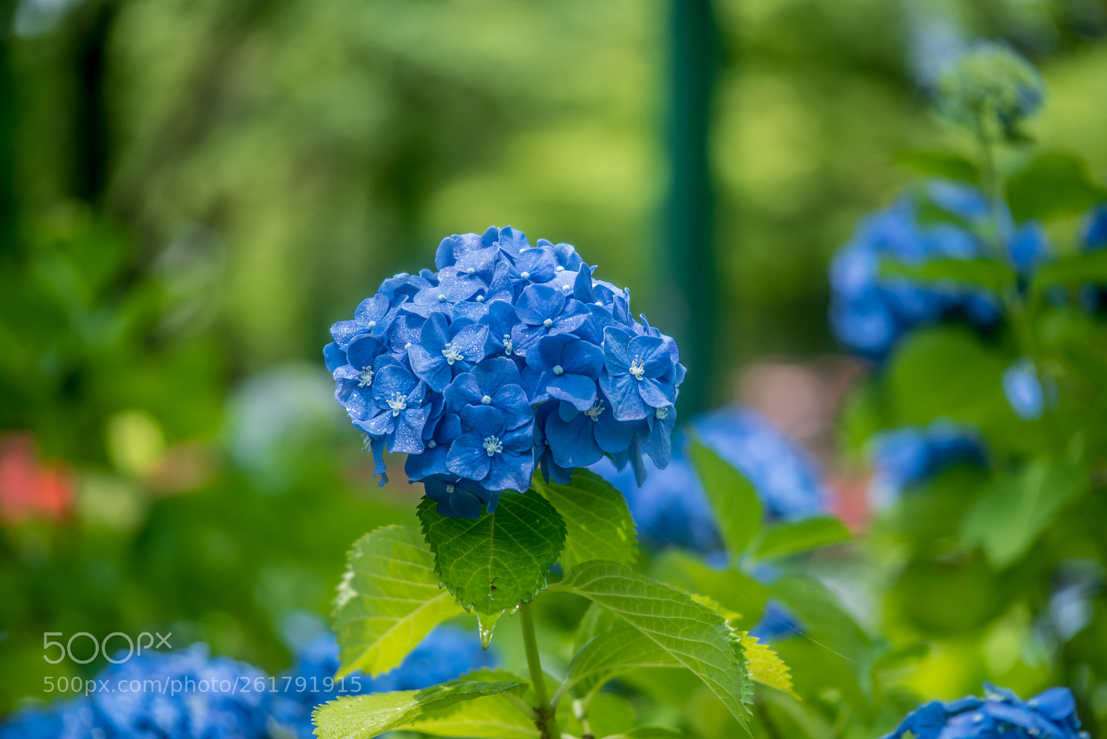 Nikon D750 sample photo. Odk photography