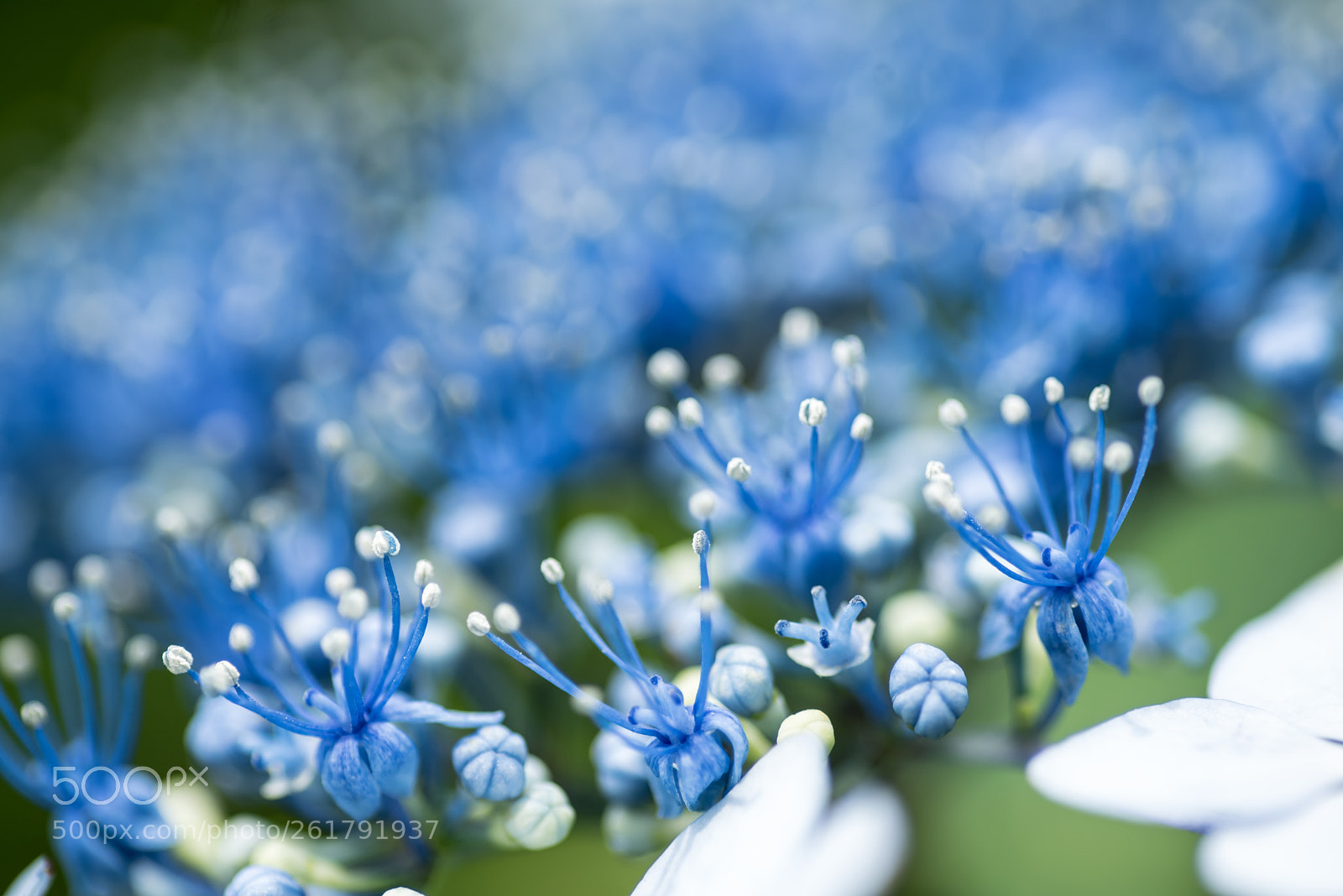 Nikon D750 sample photo. Odk photography