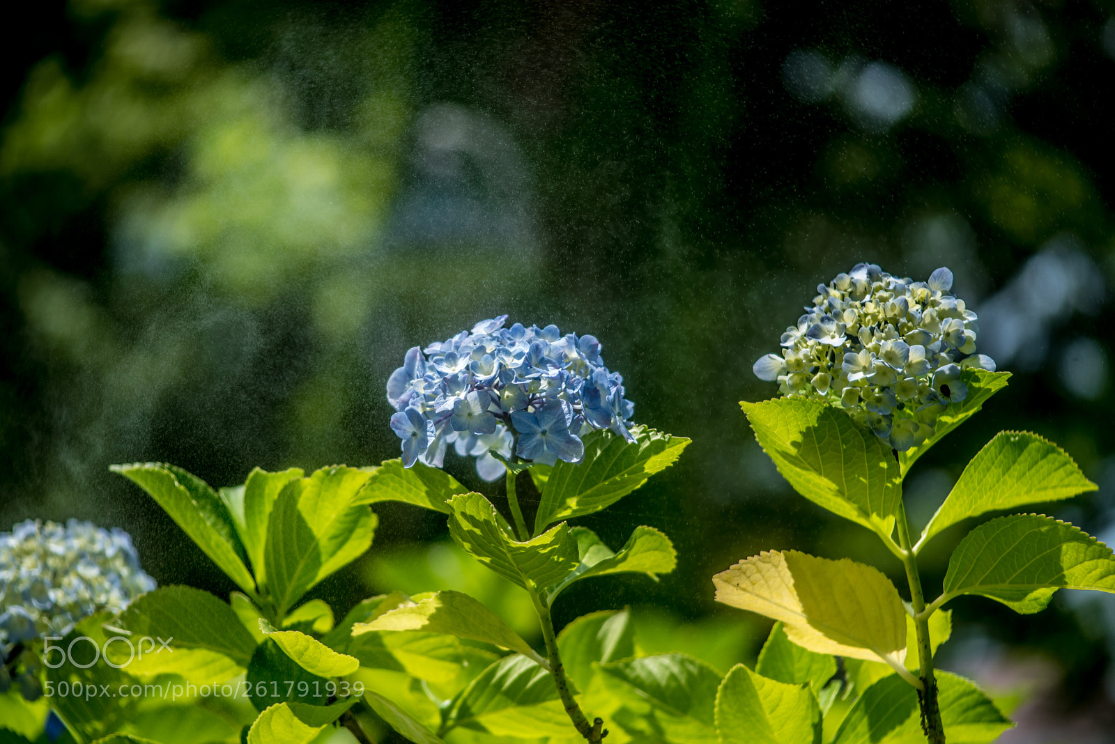 Nikon D750 sample photo. Odk photography