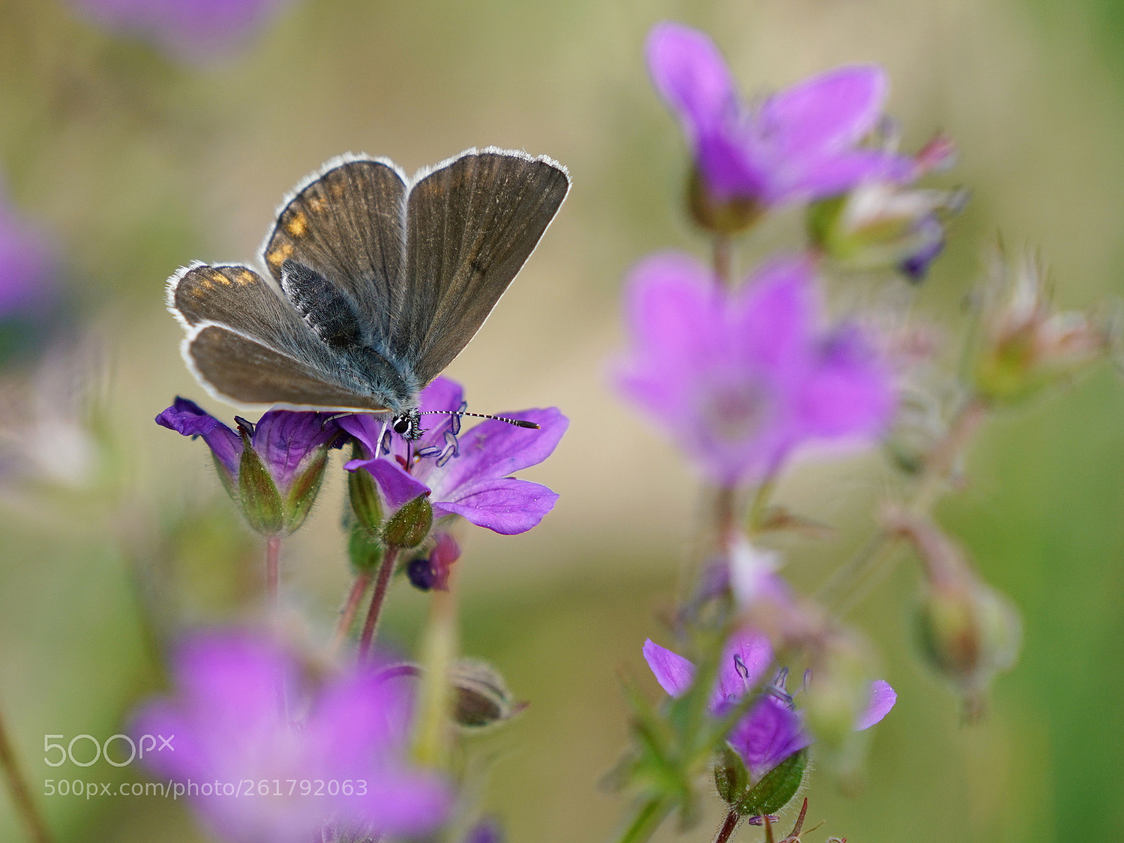 Sony a7R II sample photo. Geranium argus photography