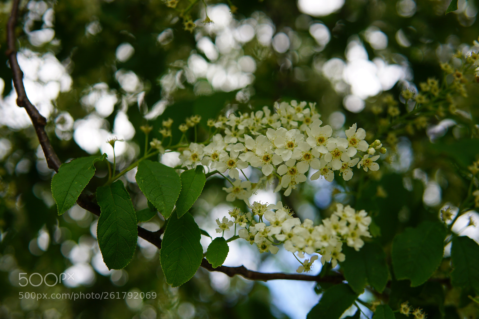 Sony a6000 + Sigma 30mm F1.4 DC DN | C sample photo. Bird-cherry tree photography