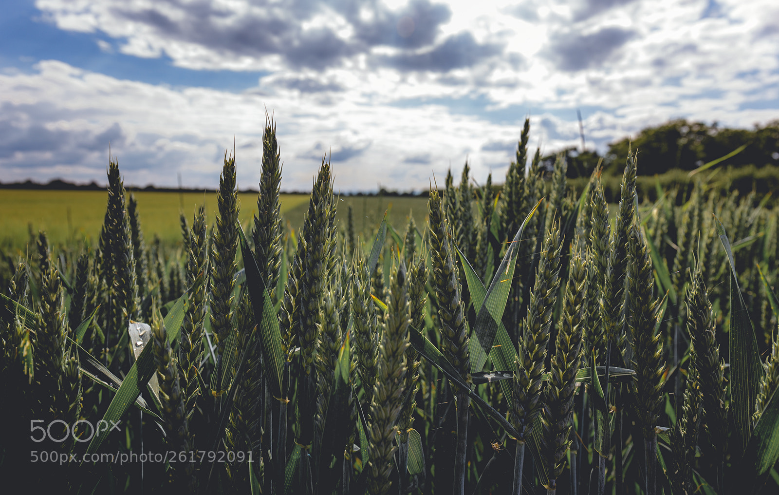 Canon EOS 6D sample photo. Cornfield iii photography