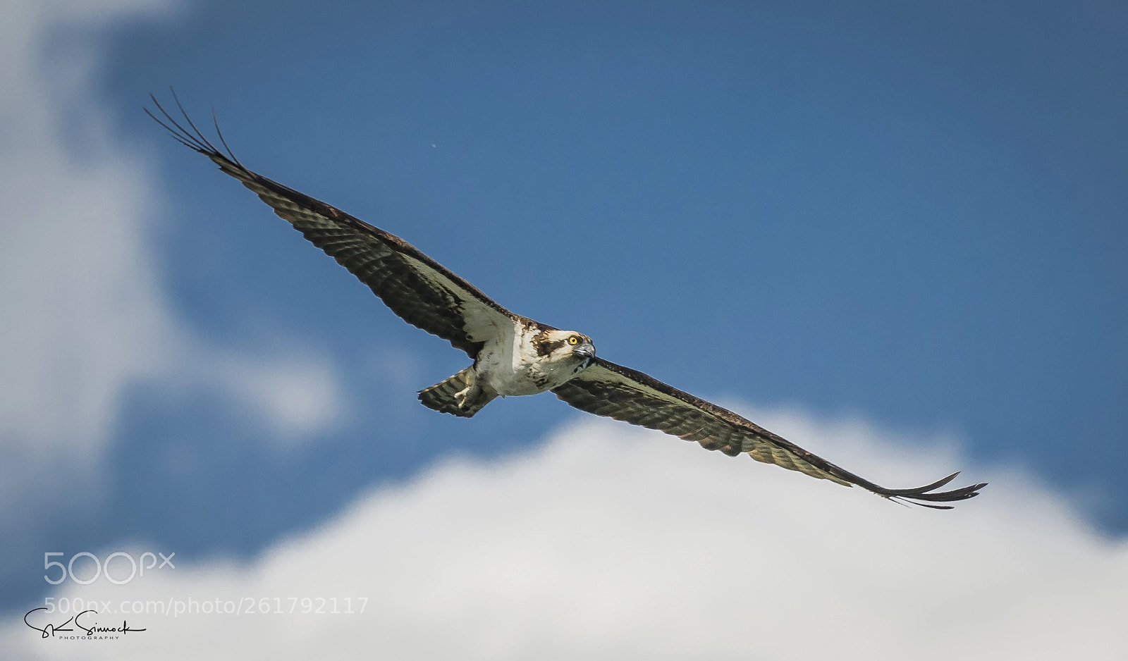 Nikon D850 sample photo. Soaring osprey photography