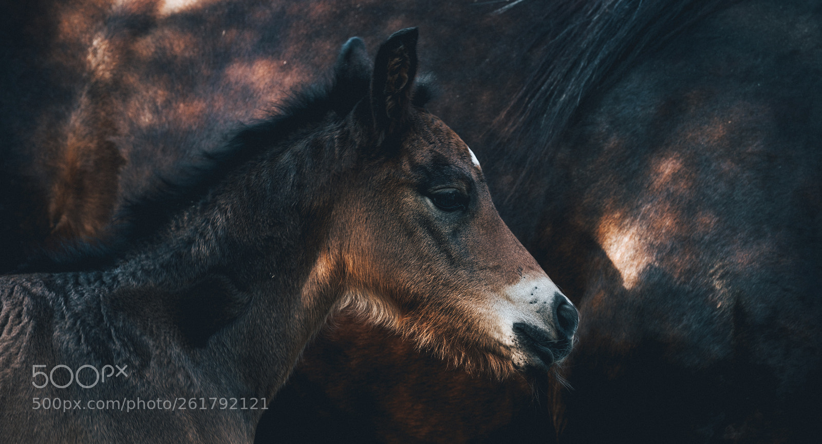 Sony a7R III sample photo. Foal of 2018 photography