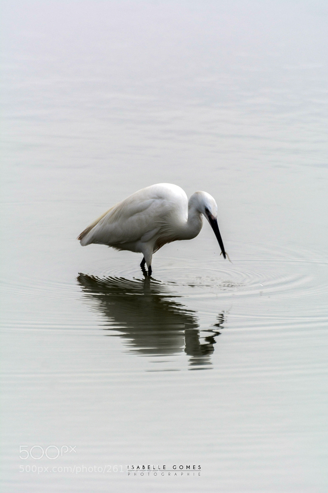 Nikon D7100 sample photo. Aigrette p chant en photography