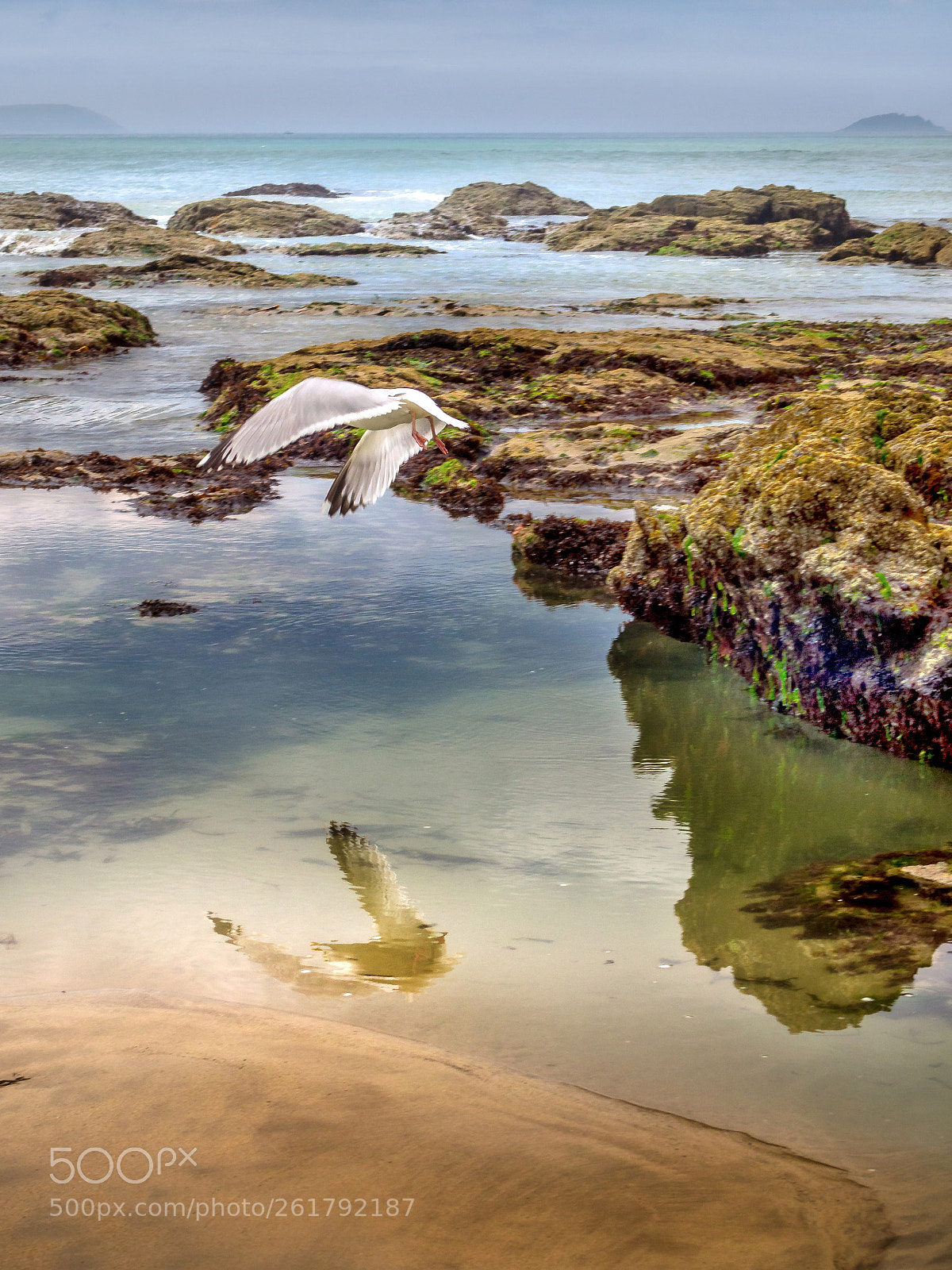 Olympus OM-D E-M10 sample photo. Reflections of a gull photography