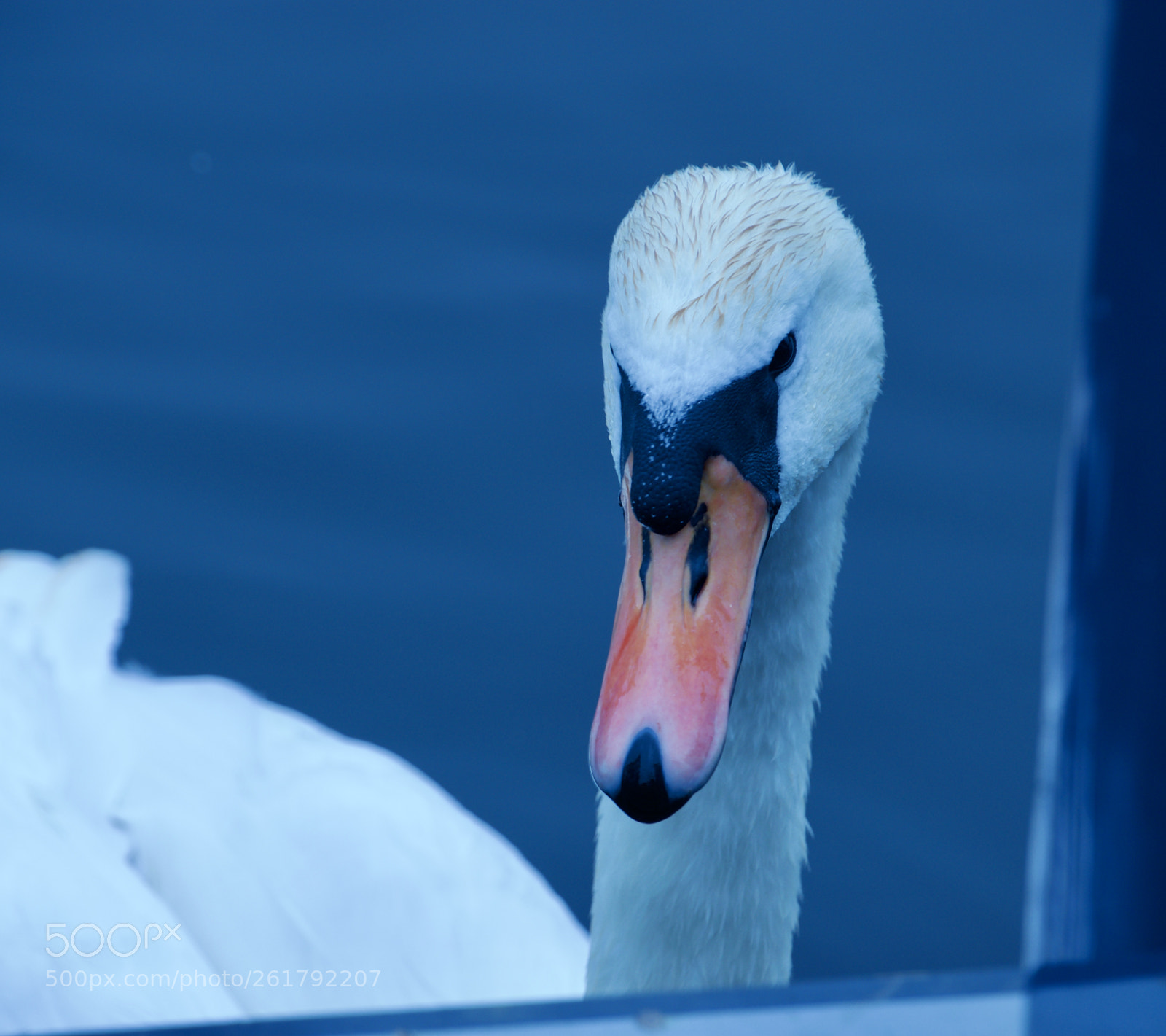 Nikon D3300 sample photo. Swan photography