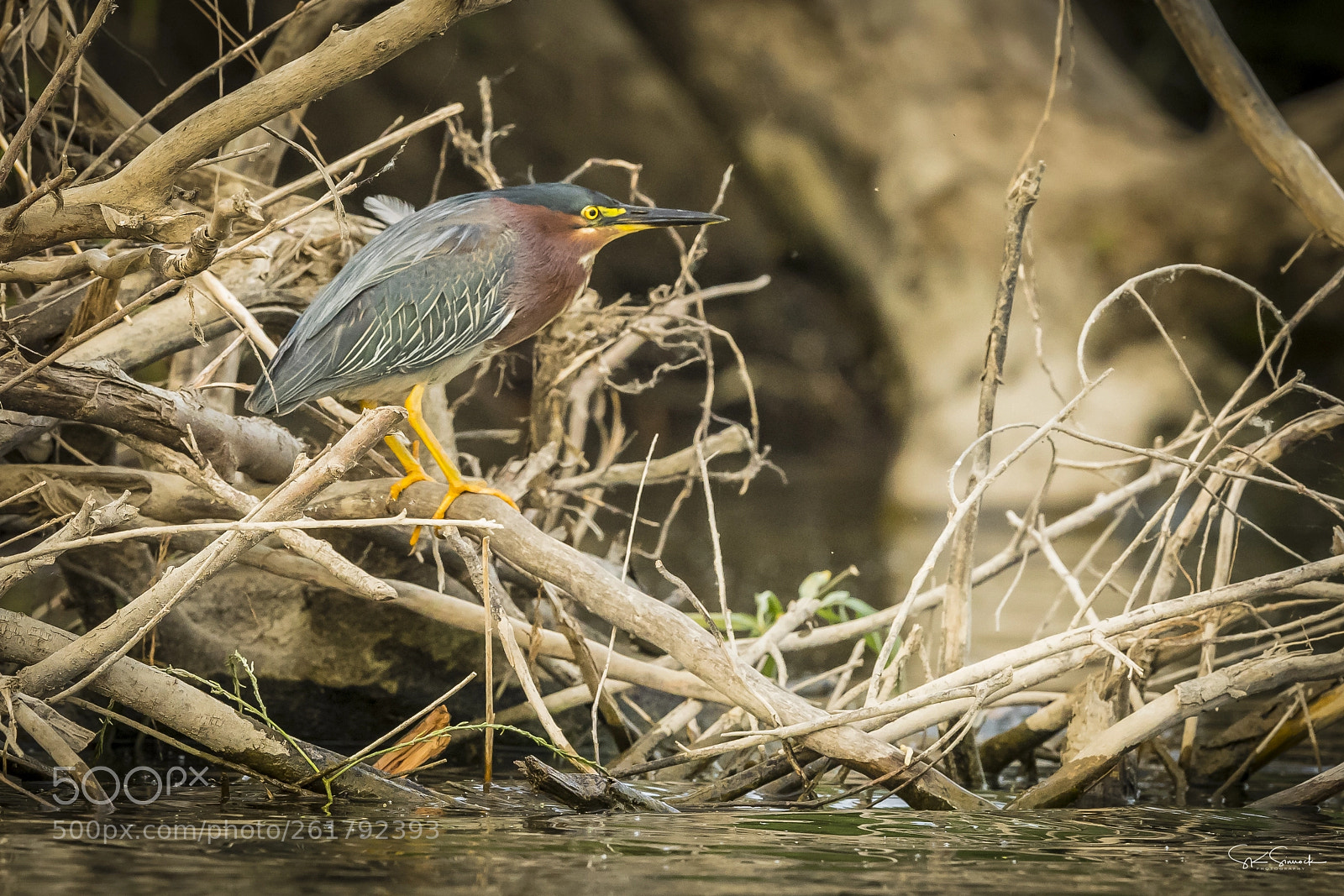 Nikon D850 sample photo. Green heron photography