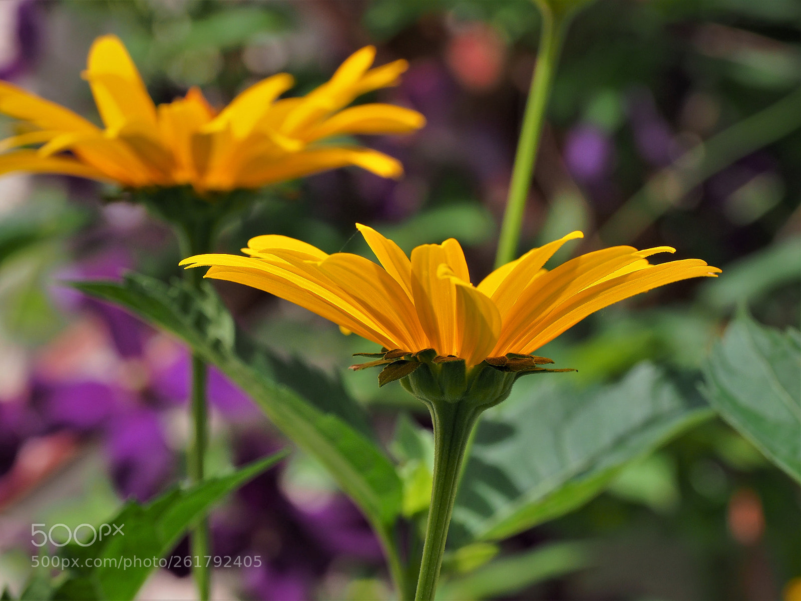 Olympus OM-D E-M1 Mark II sample photo. Simple elegance photography
