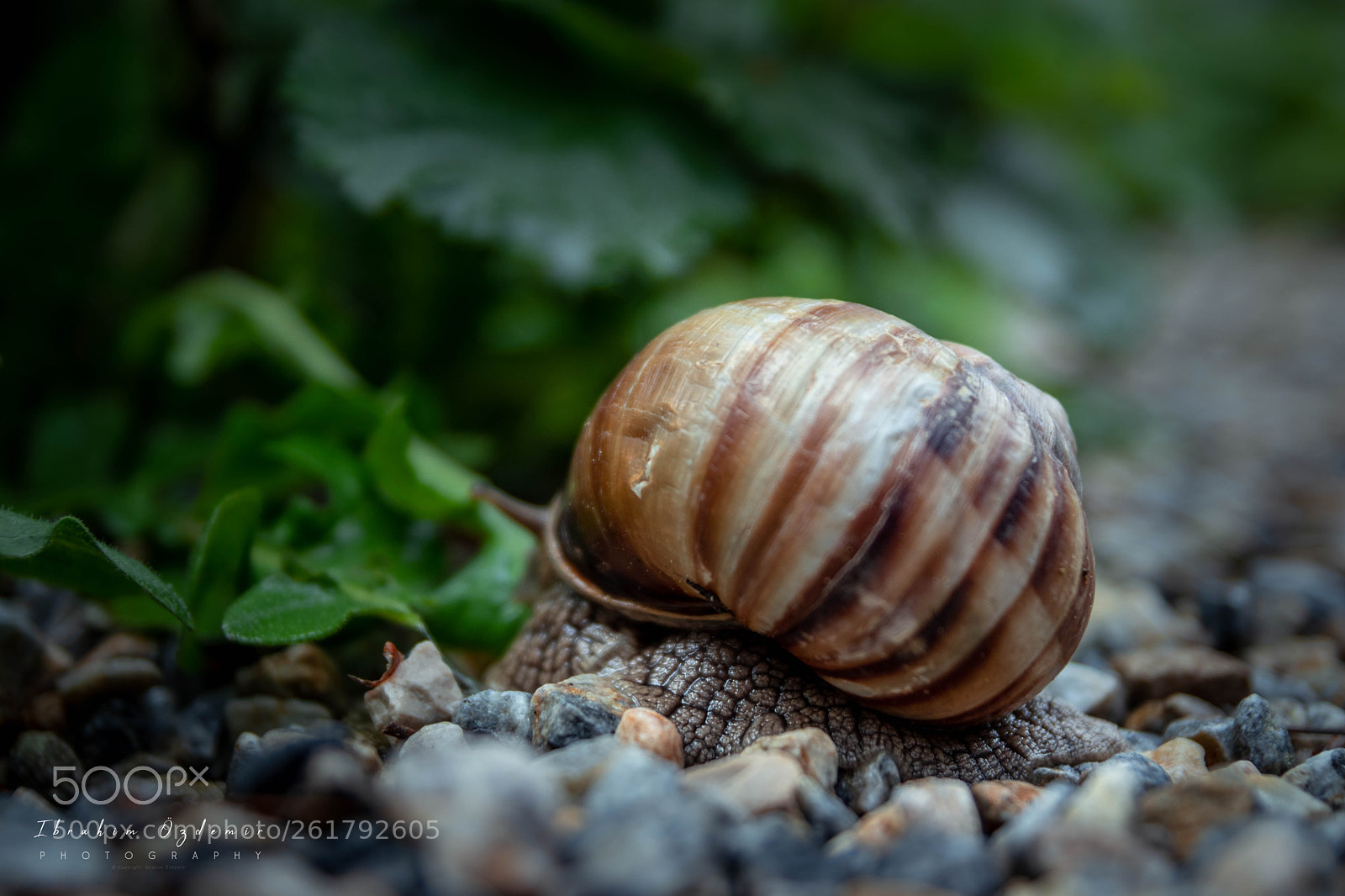 Canon EOS 77D (EOS 9000D / EOS 770D) sample photo. Snail photography