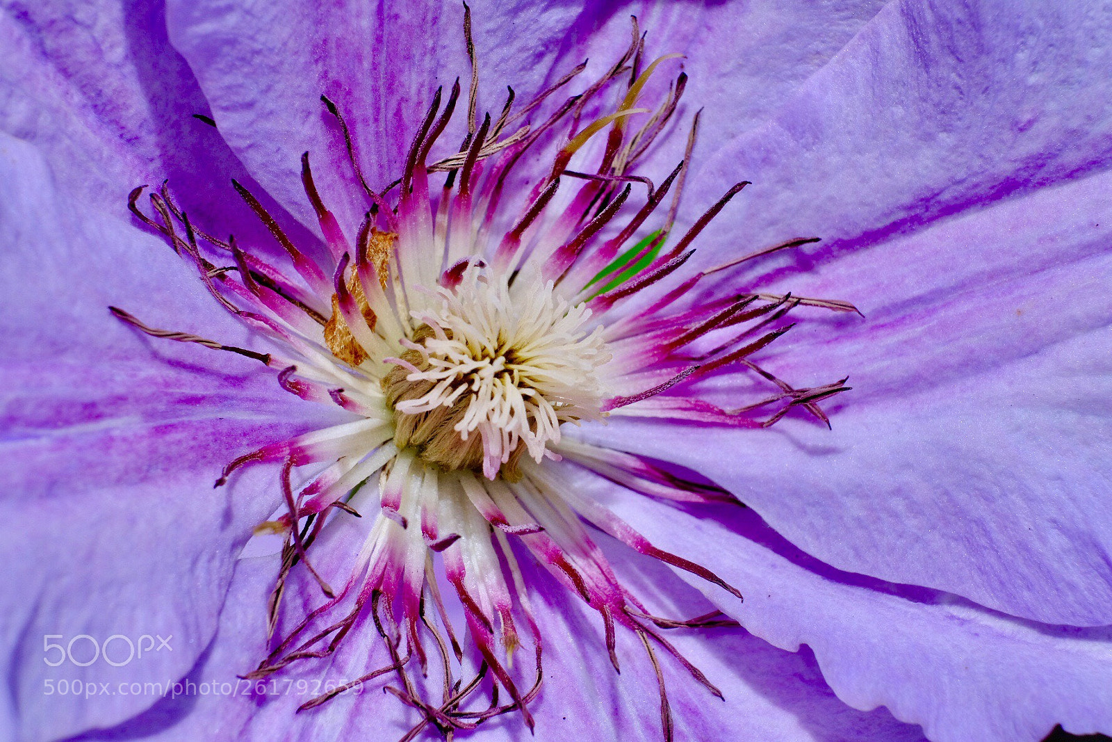Fujifilm X-H1 sample photo. Flower color  photography