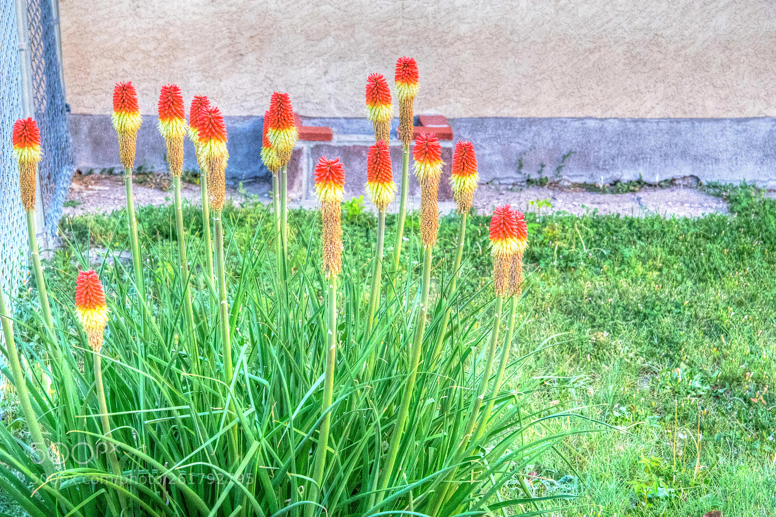 Canon EOS 60D sample photo. Paintbrush flowers photography