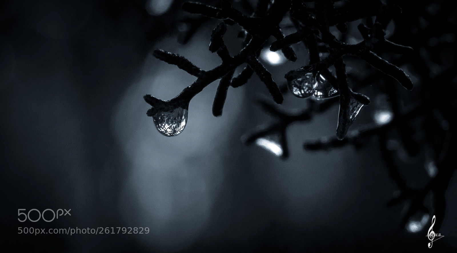 Sony Cyber-shot DSC-RX10 II sample photo. My sad little drop photography