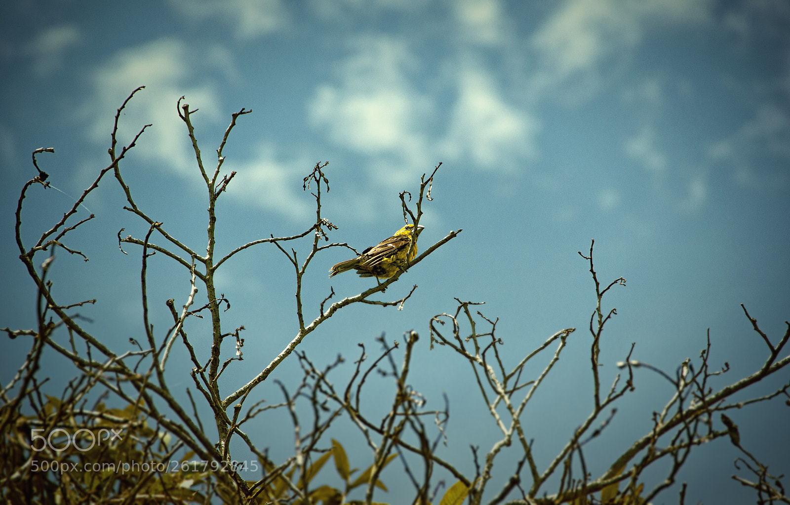 Canon EOS 60D sample photo. Huiracchuro photography