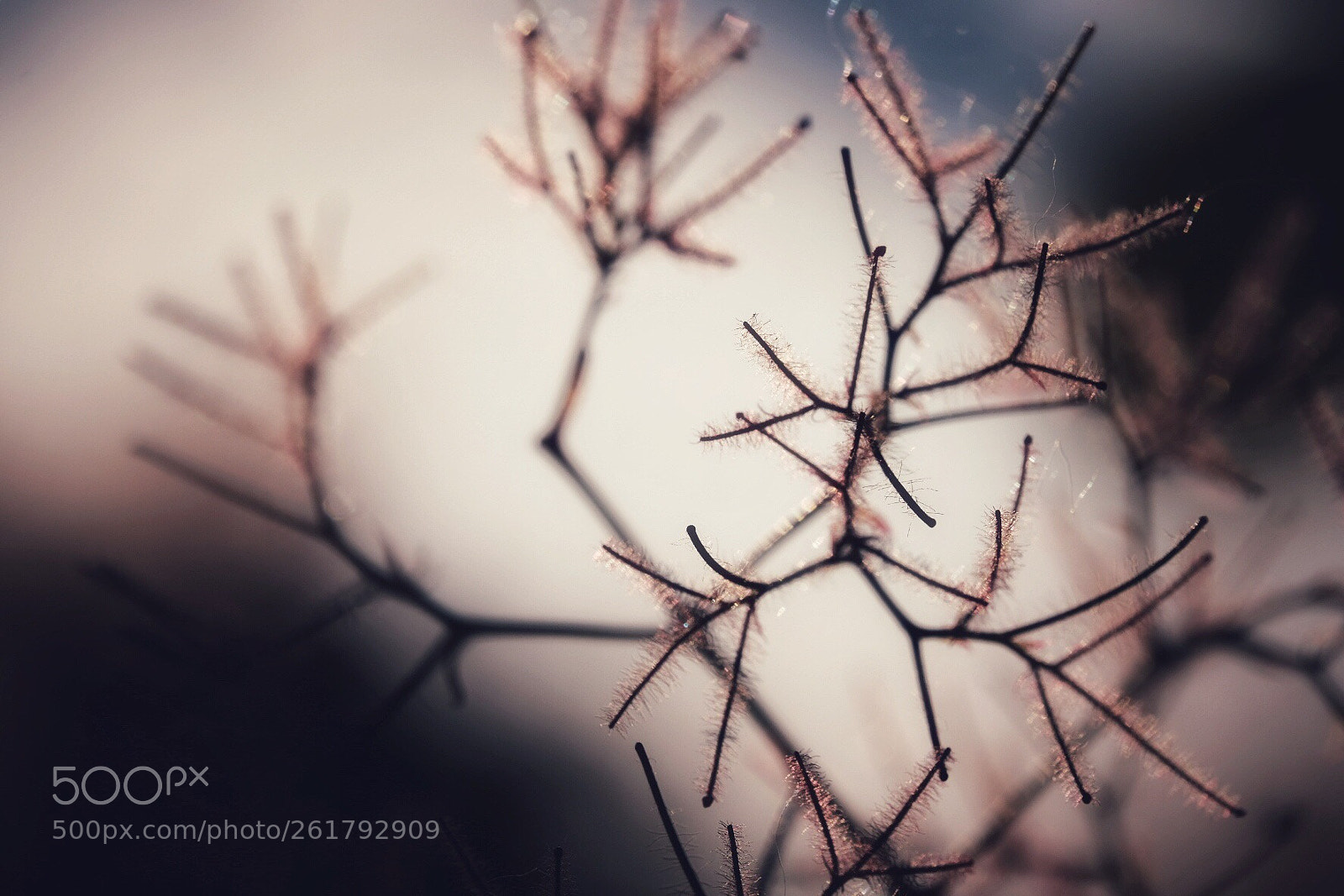 Fujifilm X-H1 sample photo. Pink photography