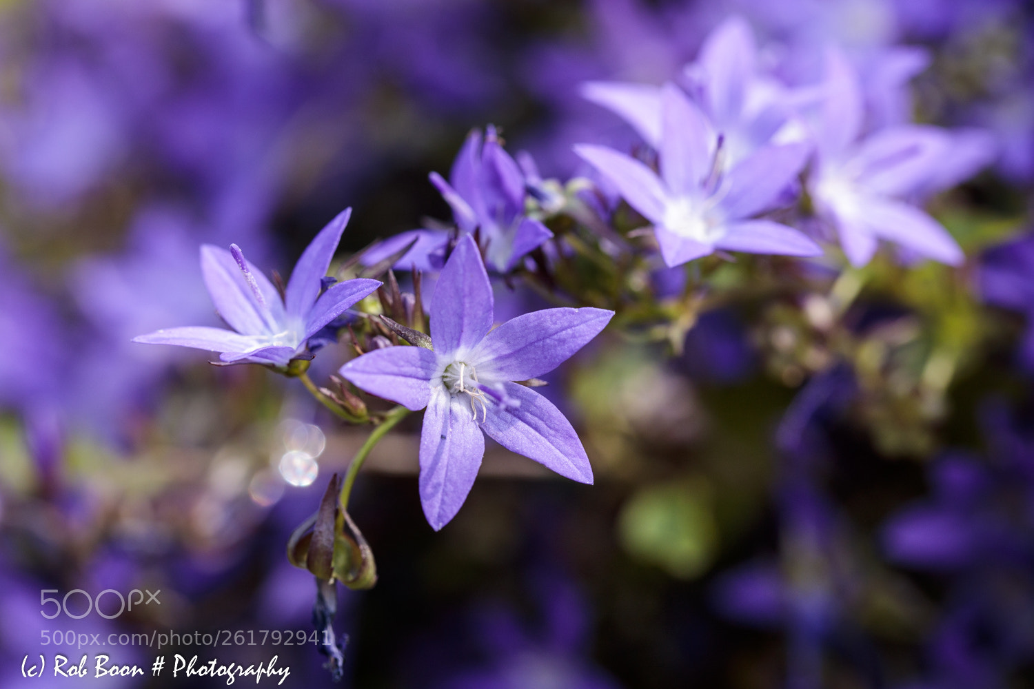 Canon EOS 5DS sample photo. Campanula photography