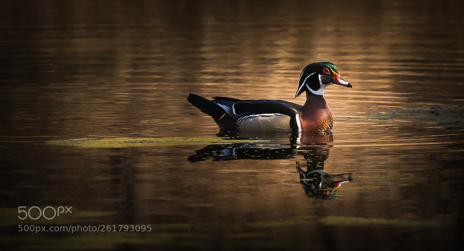 Sony a99 II sample photo. Woodduck photography