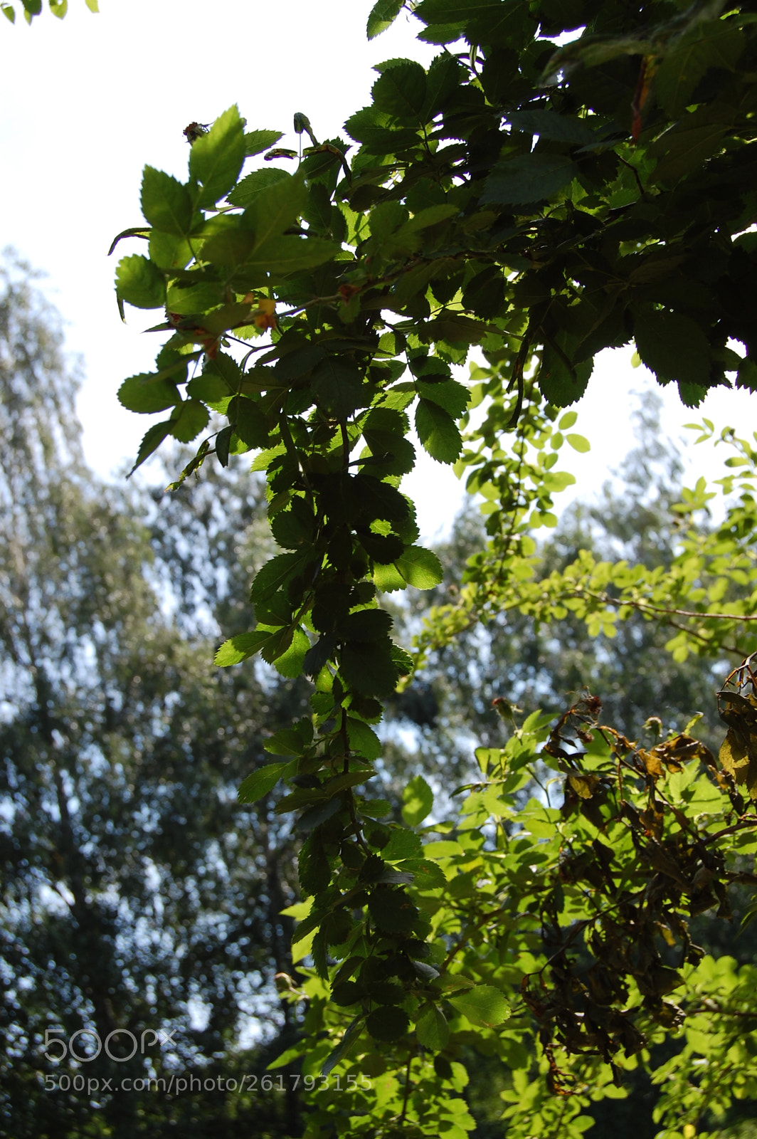 Nikon D40 sample photo. Untitled photography