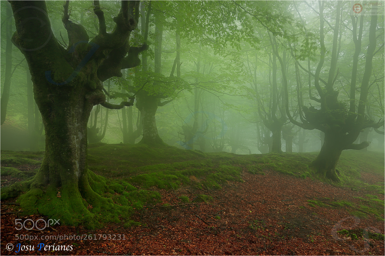 Canon EOS 5D Mark II sample photo. El bosque animado animado photography