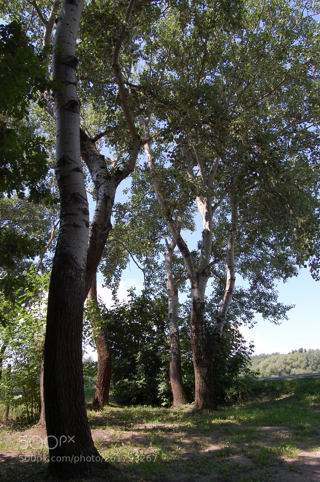 Nikon D40 sample photo. Untitled photography