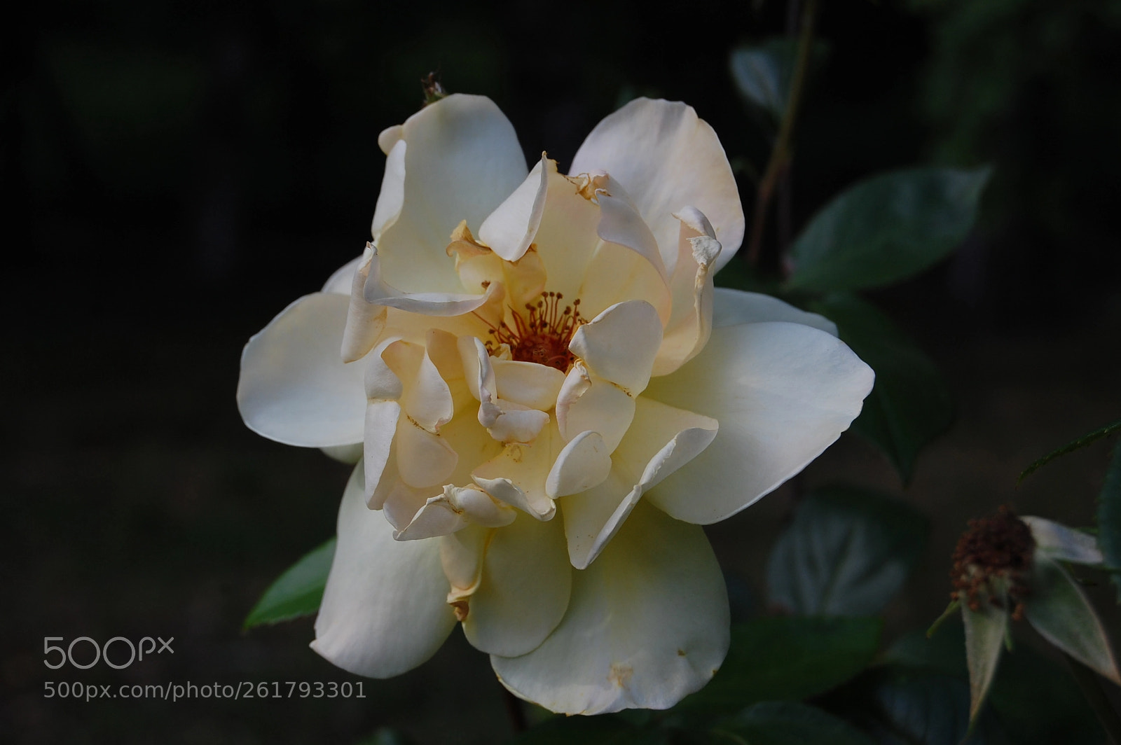 Nikon D40 sample photo. Untitled photography