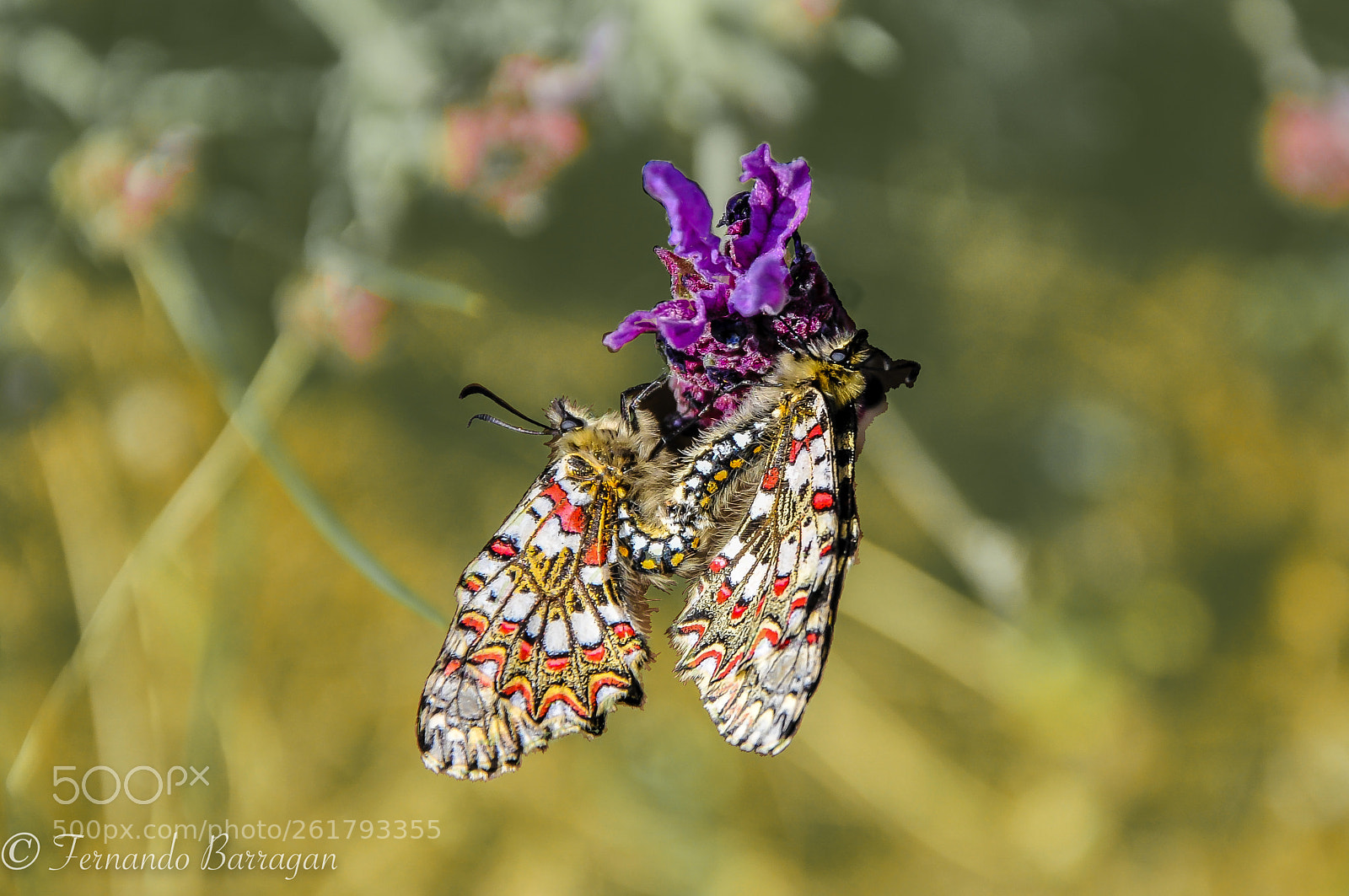 Nikon D300 sample photo. Mariposas copula photography