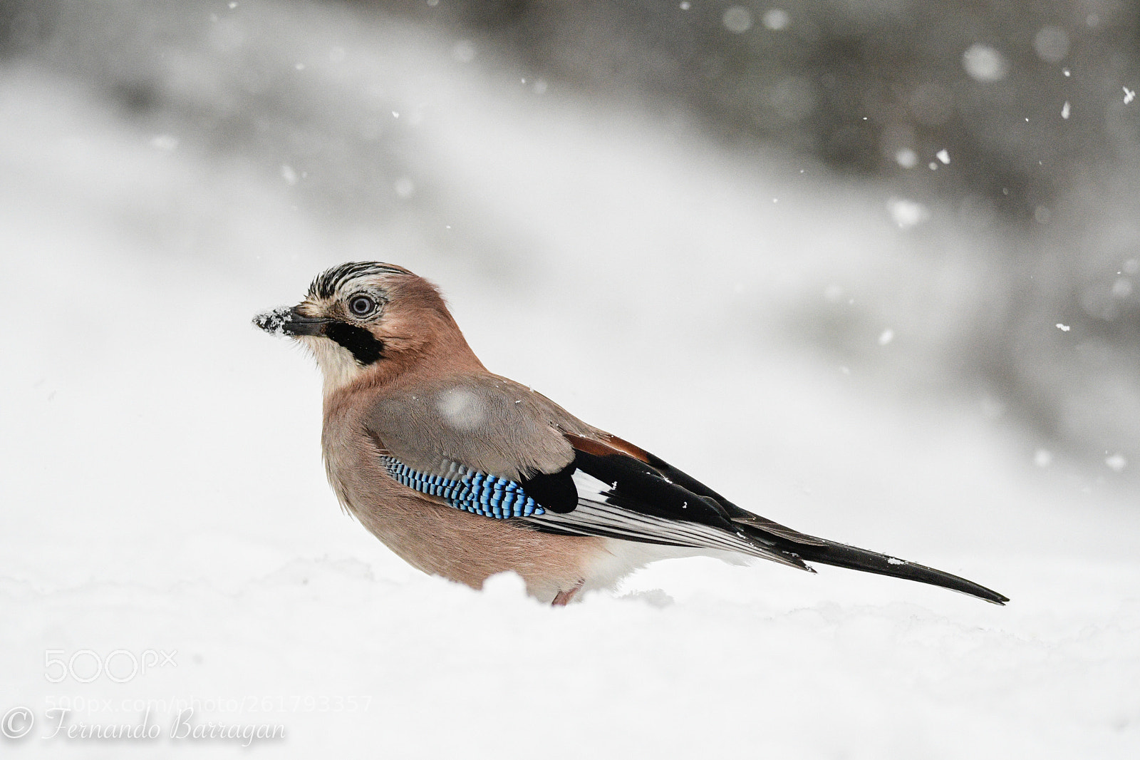 Nikon D500 sample photo. Arrendajo en nieve (de ) photography