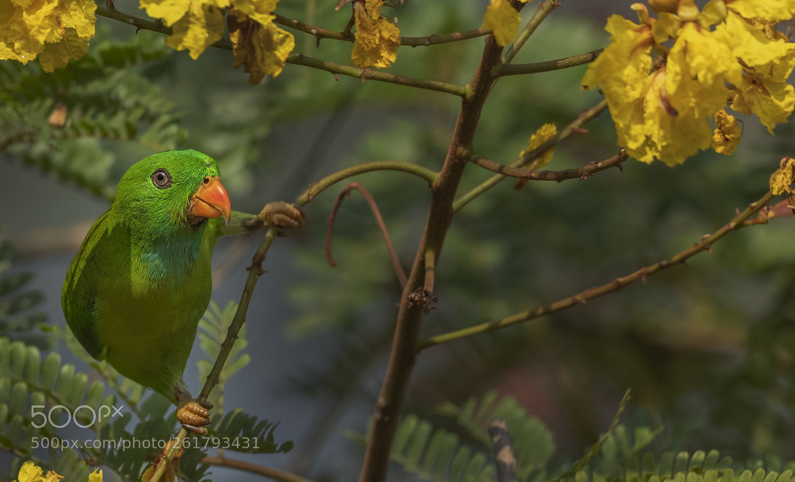 Nikon D500 sample photo. Vernal hanging parrot photography