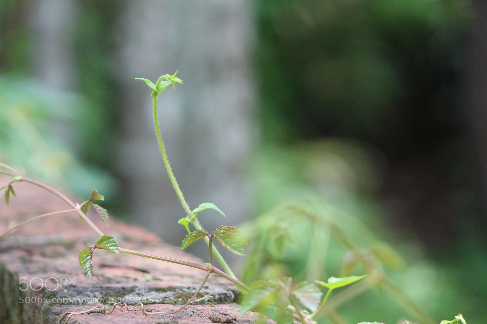 Canon EF-S 55-250mm F4-5.6 IS II sample photo. Nature photo macro photography