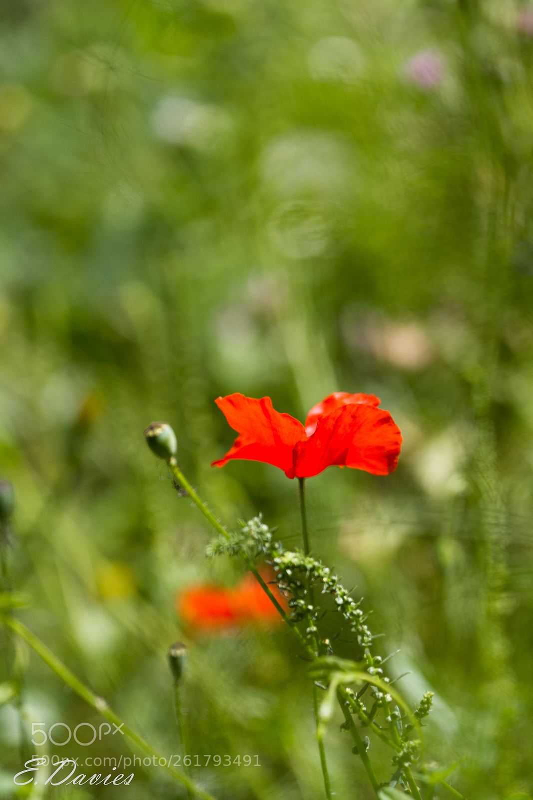 Canon EOS 7D sample photo. Flower and bokeh photography
