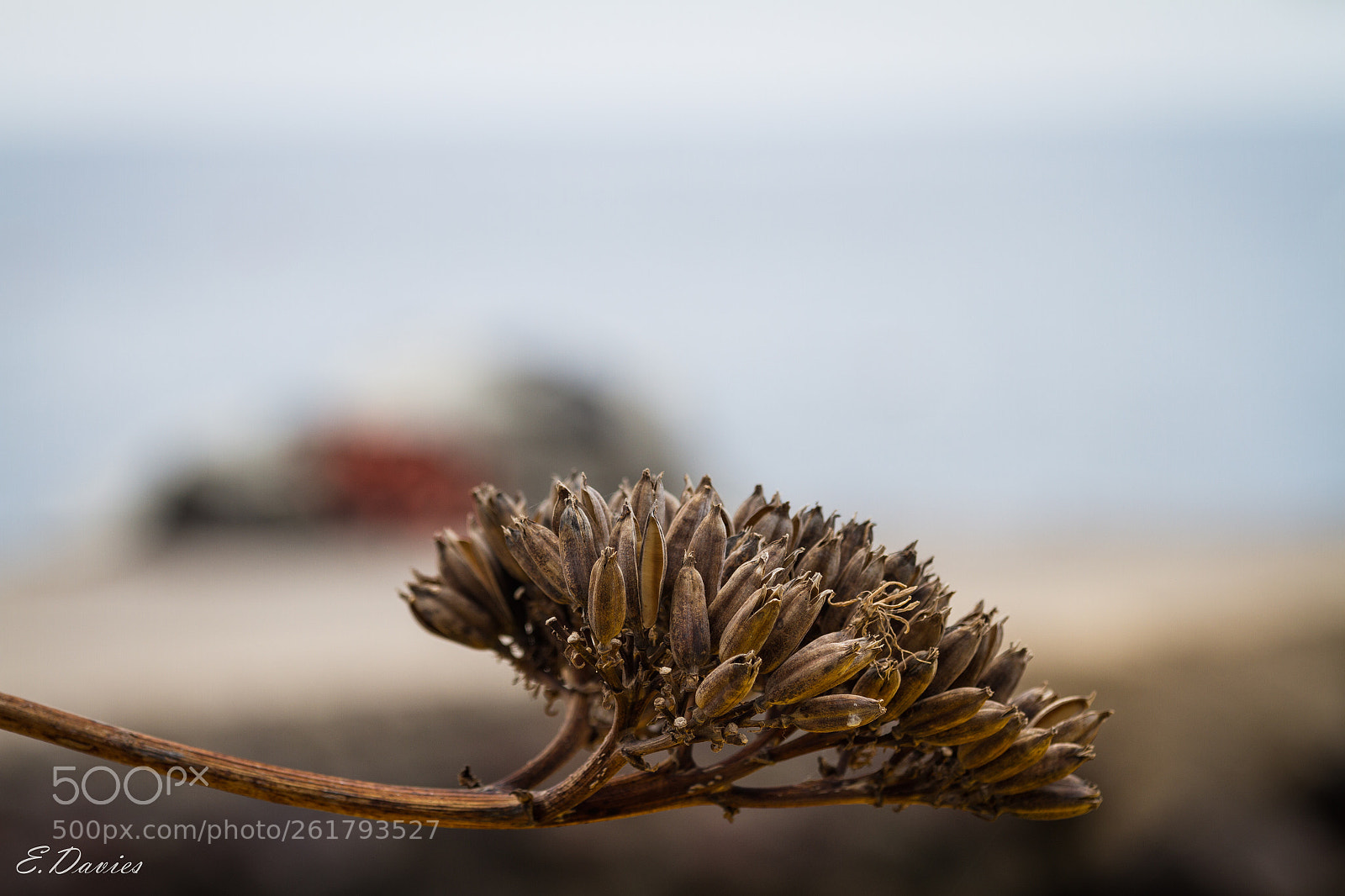 Canon EOS 7D sample photo. Isleta del moro photography