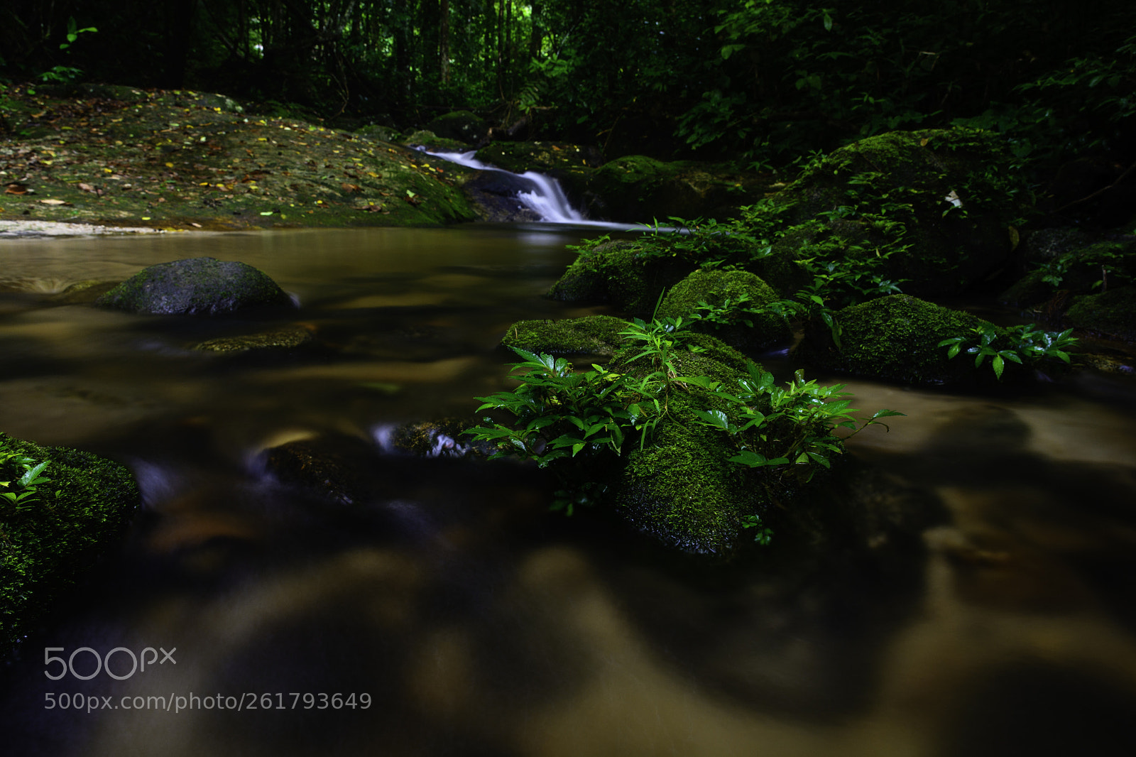 Nikon D7100 sample photo. Moss photography