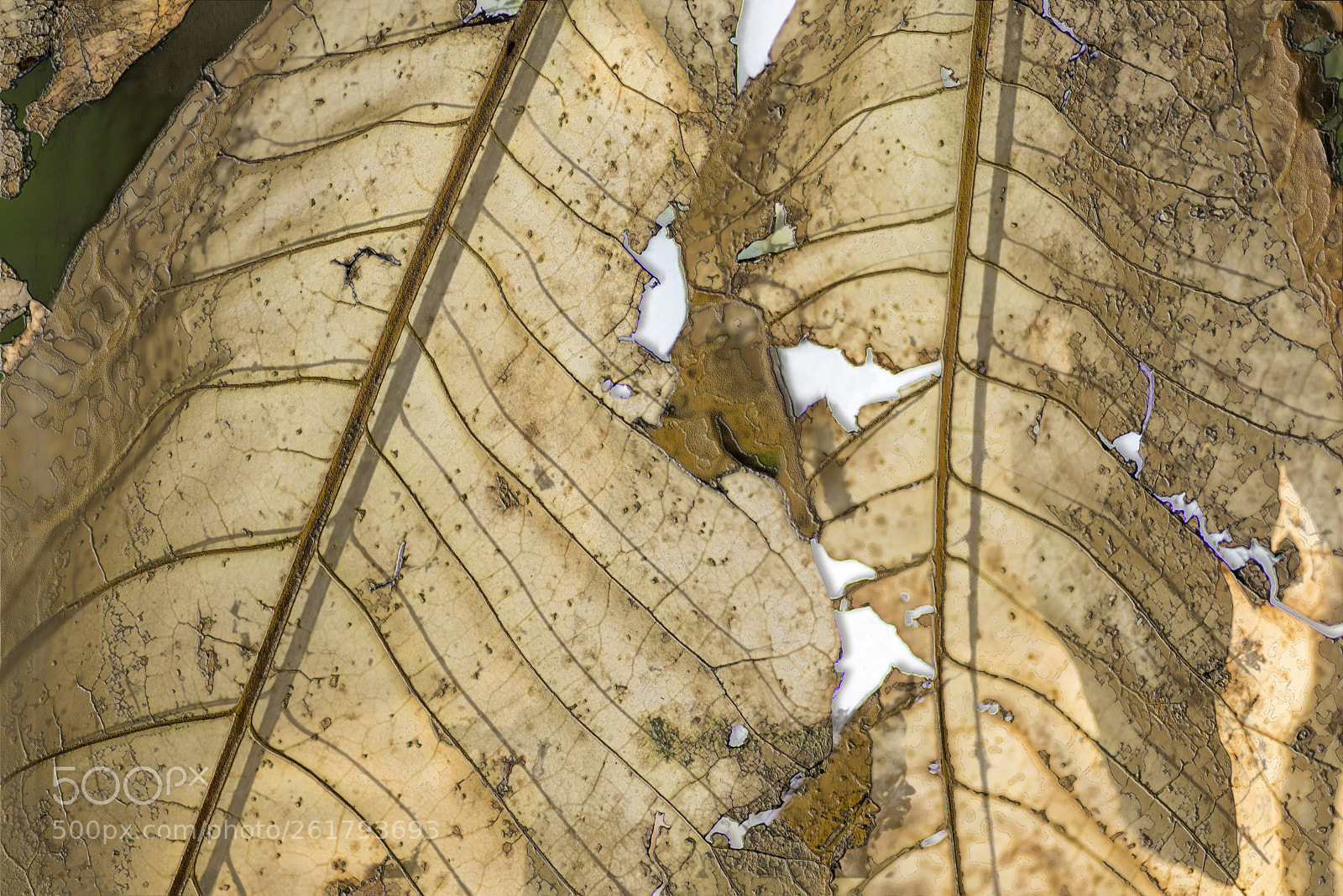 Nikon D600 sample photo. Yellow leaves 4 photography