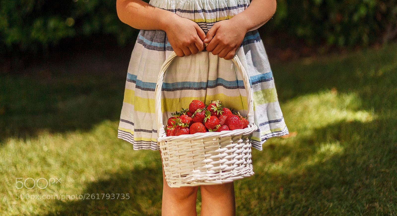 Canon EOS 5D sample photo. Strawberry photography