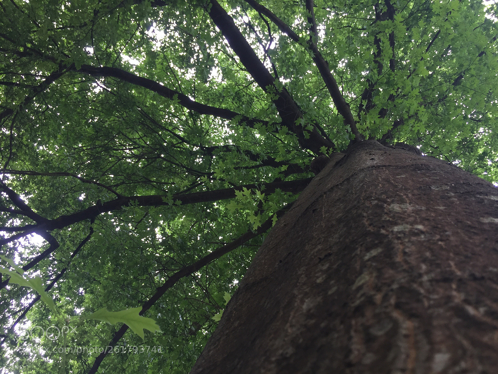Apple iPhone 6 sample photo. Untitled photography