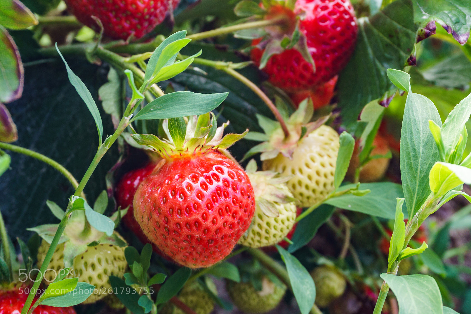 Sony a6000 sample photo. Berry photography