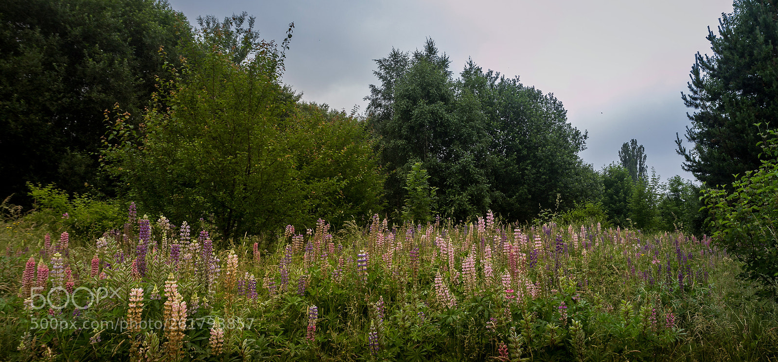Canon EOS 60D sample photo. Lupine clearing photography