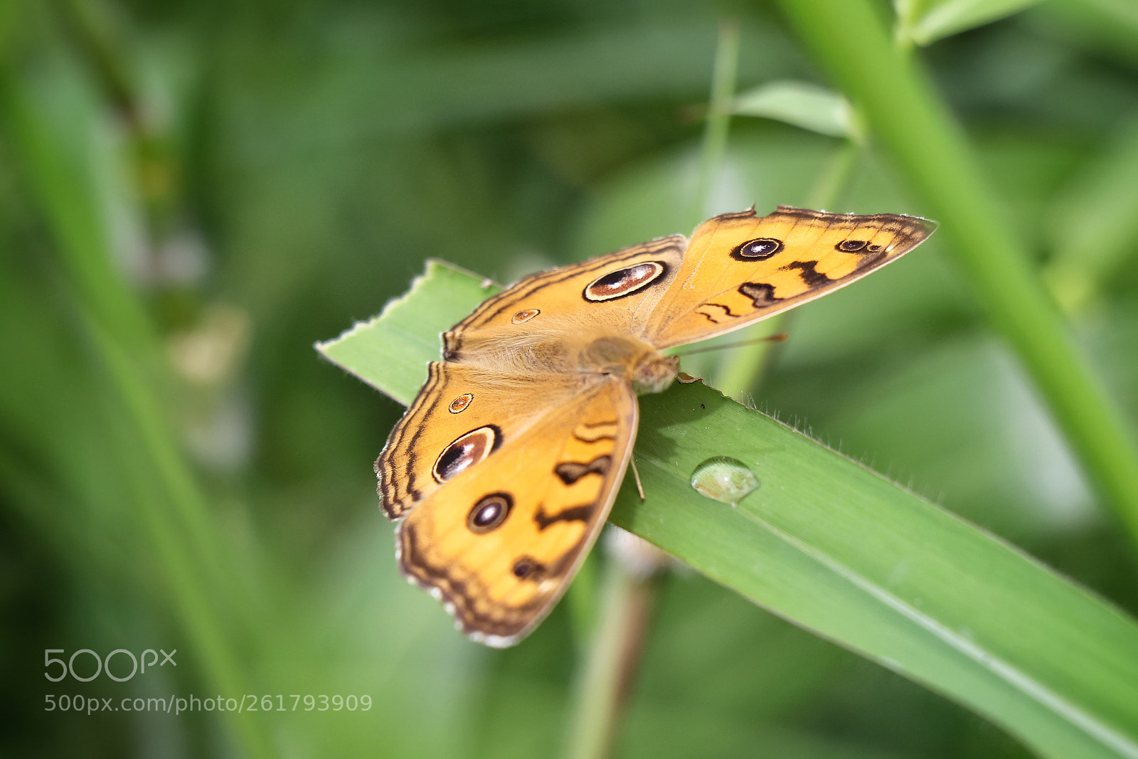 Canon EOS 80D sample photo. Butterfly photography